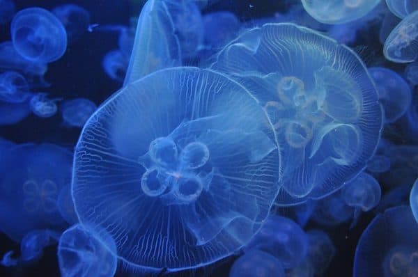 17 Best Aquariums in the US Worth Traveling For jellyfish-3814142_640