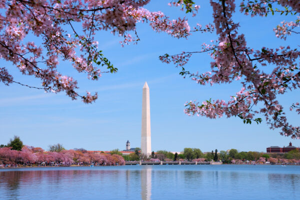 29 Free Things To Do in Washington DC Washington monument and Cherry blossom, Washington DC